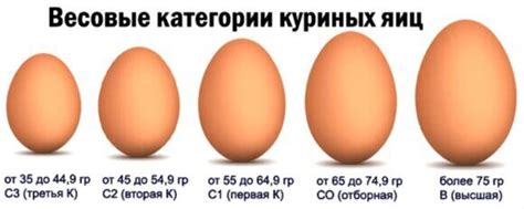 Какие характеристики влияют на размер яйца?