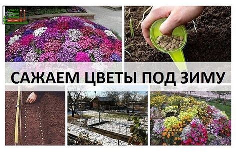 Какие цветы можно курить?