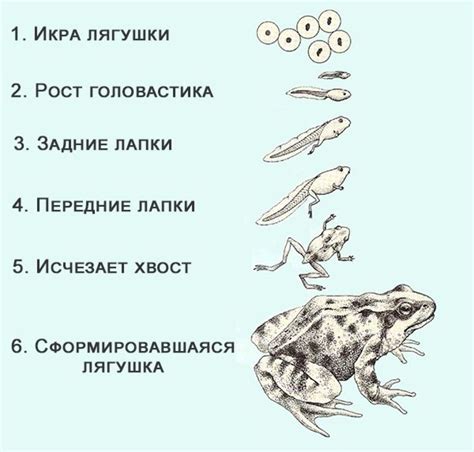 Какие чувства возникают при видении лягушки, от которой смутно играешься?