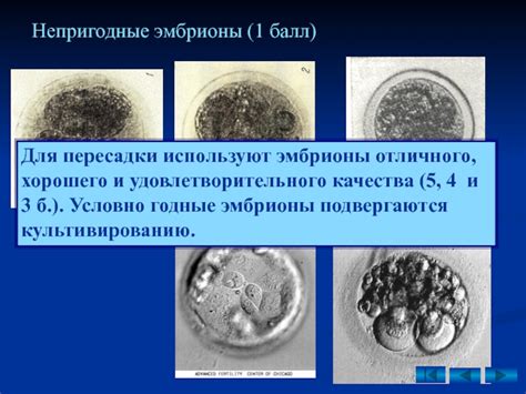 Какие эмбрионы считаются хорошего качества?