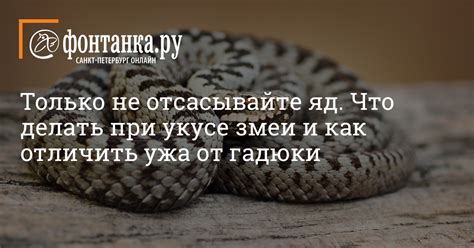 Какие эмоции вызывает сон о укусе змеи гадюки?