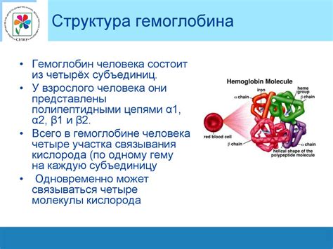 Каким образом элементы влияют на синтез гемоглобина