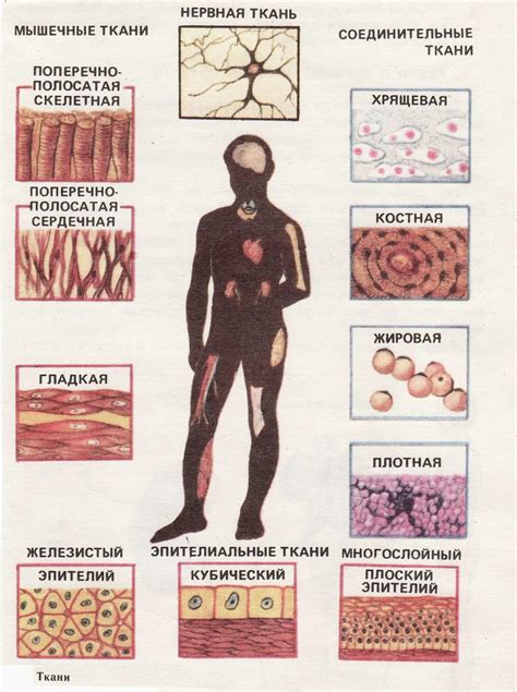 Какова их функция в организме человека?