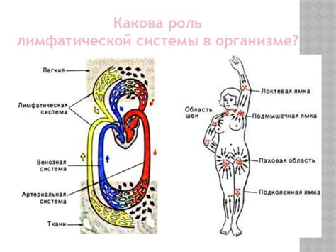 Какова роль лимфатической системы в развитии отека висков?