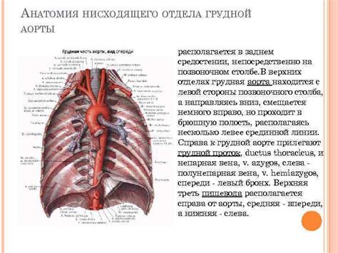 Какова роль синусов Вальсальвы в организме?