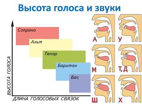 Каковы основные типы голоса?