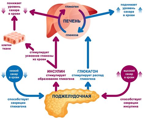 Каковы польза и вред углеводов для здоровья?