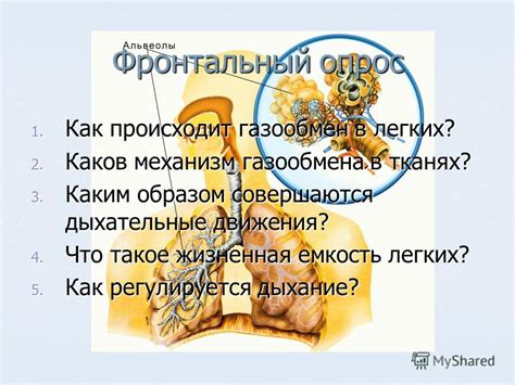 Каков механизм возникновения слабости легких?