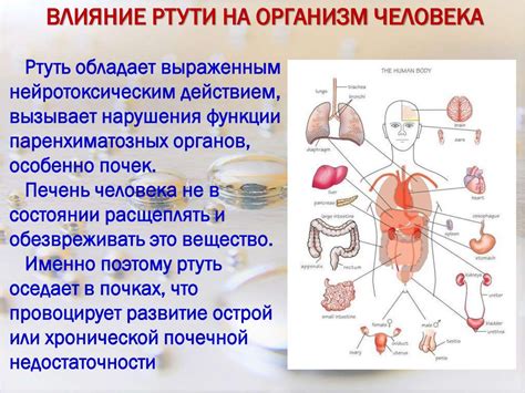 Какое влияние сжигание ртути оказывает на здоровье человека?