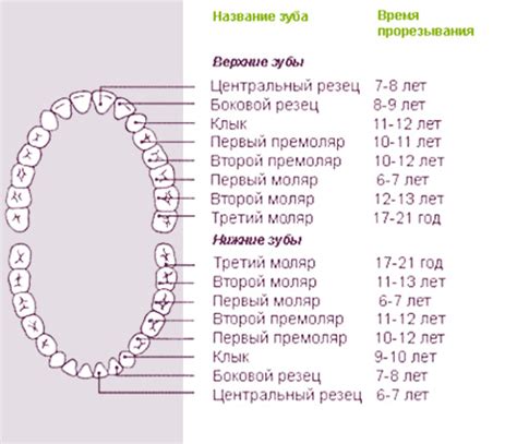 Какой возраст является критическим для роста постоянных зубов?