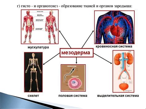 Какой генетический механизм стоит за их ростом?