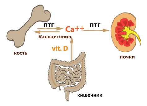 Какой нормальный показатель кальцитонина в крови и что он означает?