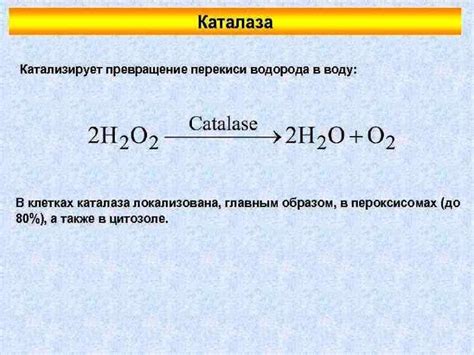 Какой ролью обладает каталаза в организме?