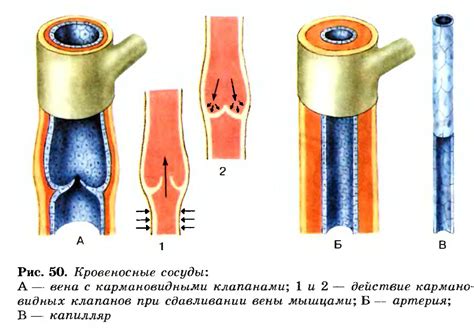 Какой рыбой можно укрепить кровеносные сосуды?