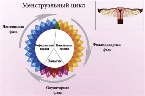 Какой эффект оказывает периовуляторная фаза на плодность