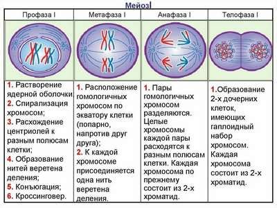 Какую роль играет кольцевая ДНК в процессе деления клеток?