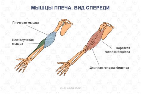 Как "отлежал руки" влияет на кожу и мышцы?