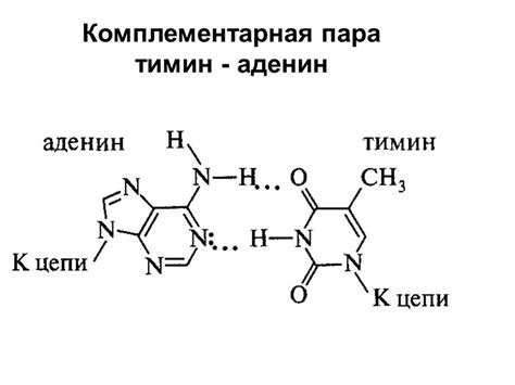 Как аденин и тимин соединяются