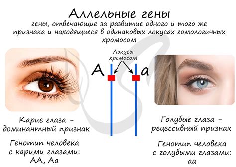 Как аллельные вариации локусов исследуются?