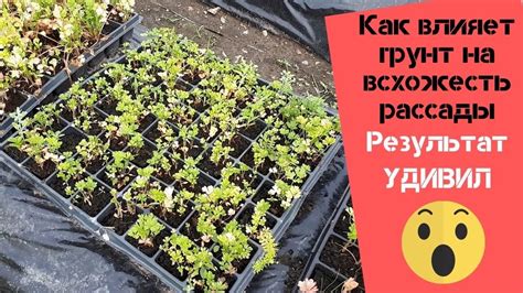 Как влияет грунт на бесплодие деревьев