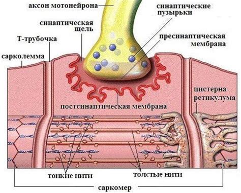 Как влияет сокращение мышц на организм