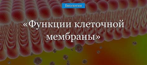 Как возникает механическое разрушение клеточной мембраны?