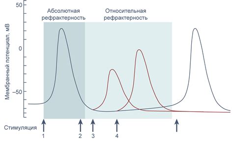 Как возникает неравномерность гетерохронности?