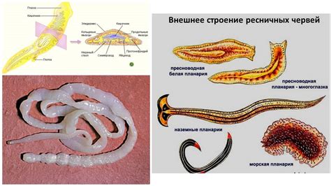 Как возникает неусыпаемый червь