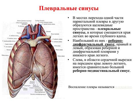 Как возникают плевральные синусы свободные?