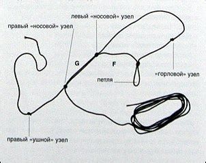 Как выбрать недоуздок или уздечку?