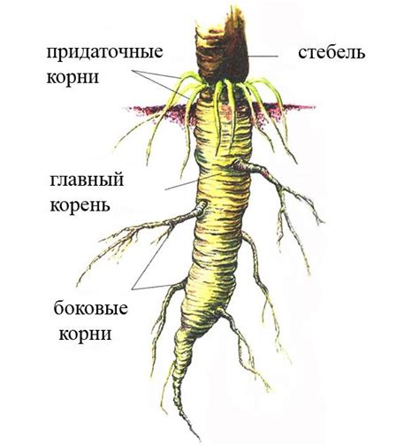 Как выявить посторонний корень в грунте?