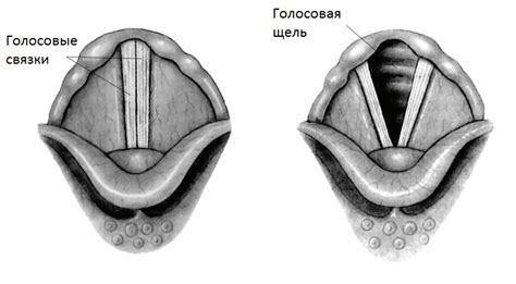 Как голосовые особенности формируют впечатление