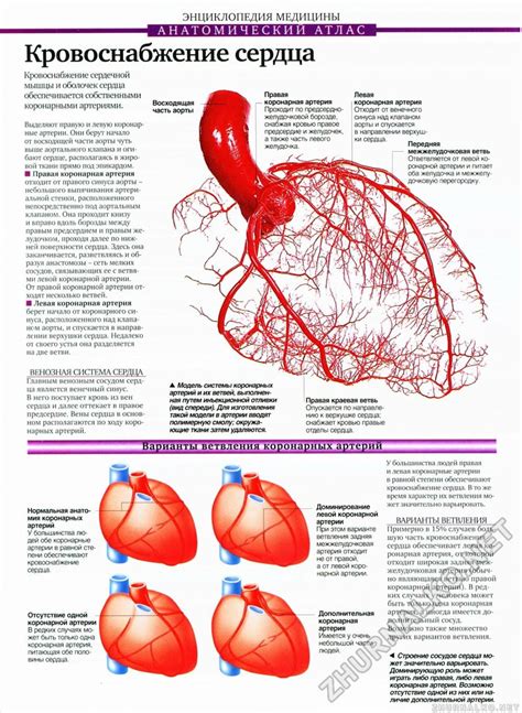 Как диагностировать тип кровоснабжения сердца