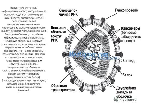 Как долго вирус рубца может находиться внутри организма?