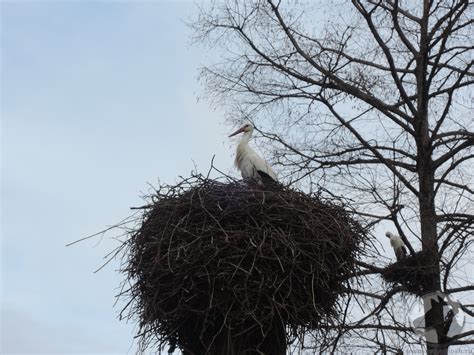 Как древние общества интерпретировали сновидения с образами аистов и цапель