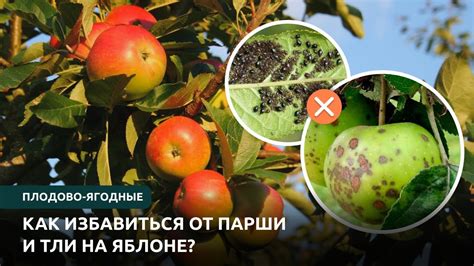 Как избавиться от парши на яблоне летом