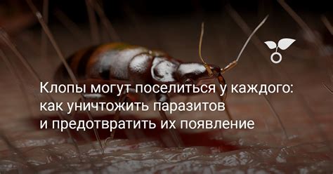 Как избежать тревожных сновидений о огромной популяции паразитов и предотвратить их повторение