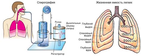 Как измерить объем легких?