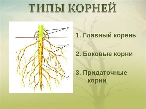 Как использовать придаточные корни?