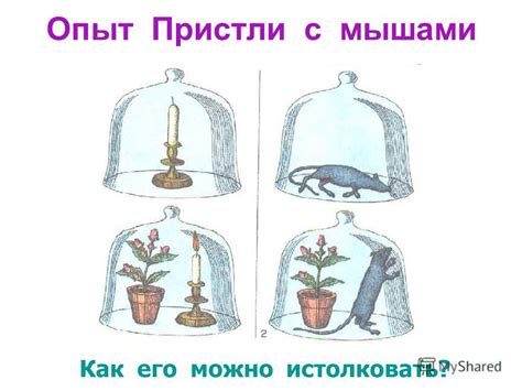 Как истолковать сновидение с летящей мышью: негативный или положительный смысл?