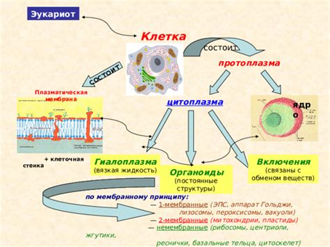 Как капилляры связаны с обменом веществ