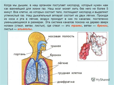 Как кислород поступает в организм?