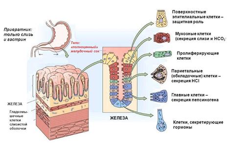 Как клетки желудка создают защиту и вырабатывают желудочный сок?