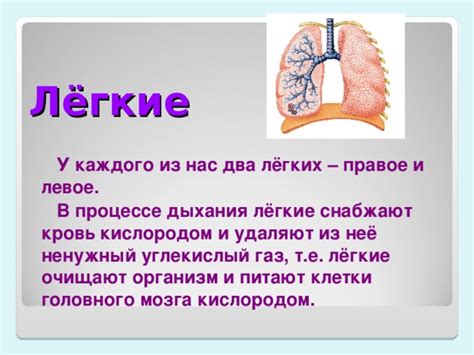 Как корни тяжестей легких снабжают организм кислородом?