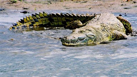 Как крокодилы видят под водой?