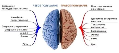 Как левое полушарие влияет на когнитивные функции