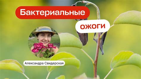 Как лечить кутну и предотвращать ее появление