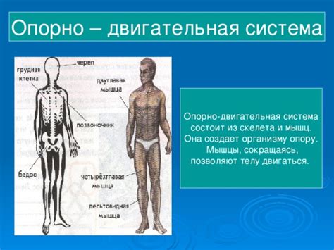 Как механизмы скелета позволяют организму двигаться и защищаться