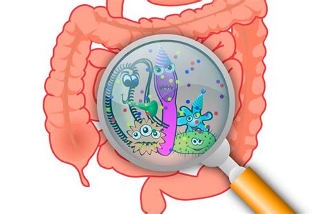 Как микрофлора влияет на пищеварительную систему