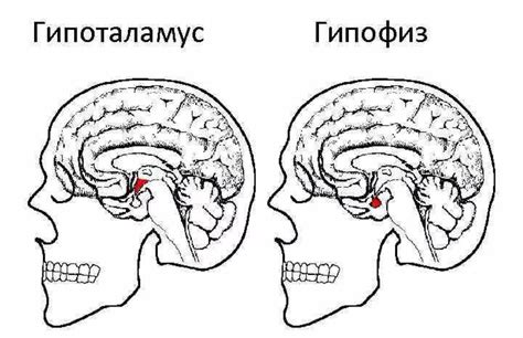 Как нейрогипофиз связан с гипоталамусом?